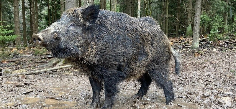 Átnevezték Putyint, a vadkant egy németországi vadasparkban