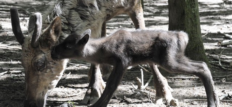 Fotó: Bolyhos kis rénszarvasok születtek a Nyíregyházi Állatparkban