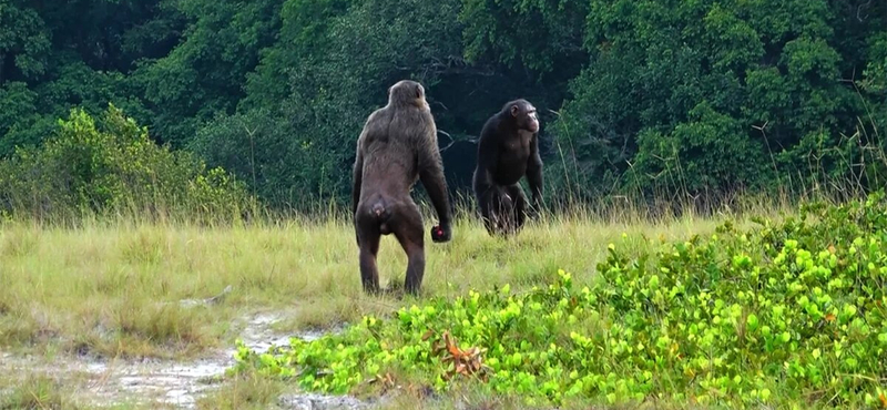 18+: Először dokumentáltak gorillák elleni halálos csimpánztámadást