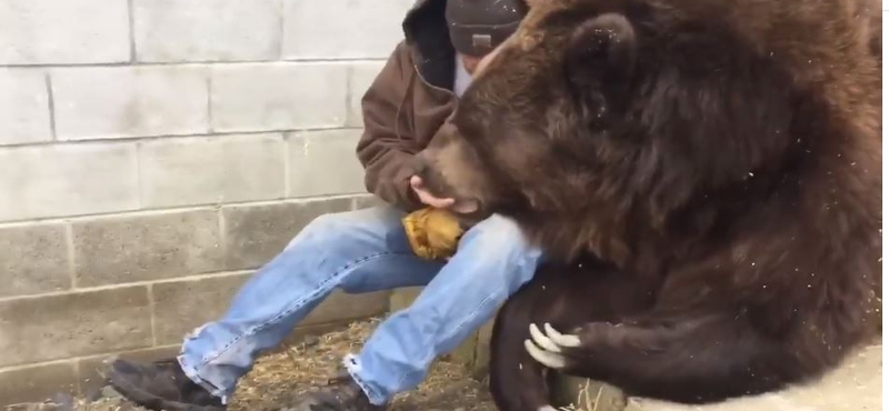 Így vigasztald a medvédet, ha kibukott az orvosi vizsgálattól – videó