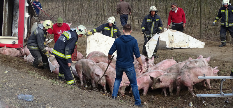 Malacok borultak az 55-ös útra egy balesetben - fotók