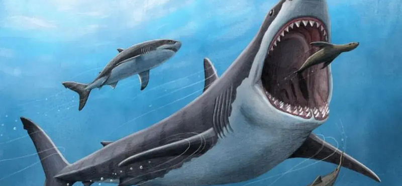 Melegvérű lehetett a 15-20 méter hosszú, hatalmas őscápa, a megalodon