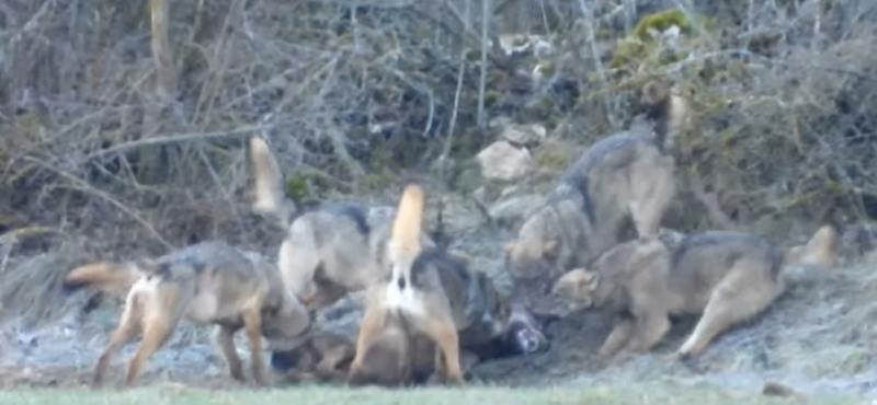 Felkavaró képek: videón, ahogy véresre marcangolja kivülálló fajtársát egy farkasfalka