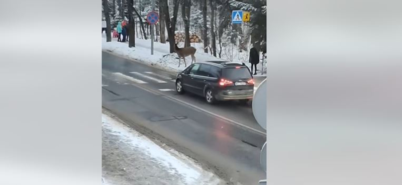 Zebrán kelt át egy szarvas - tanítani való módon viselkedett mindkét fél