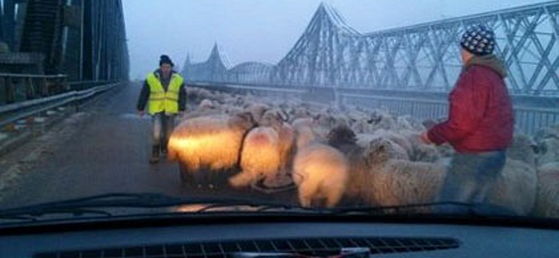 Juhokat terelt egy autópályahídra egy román pásztor – fotó