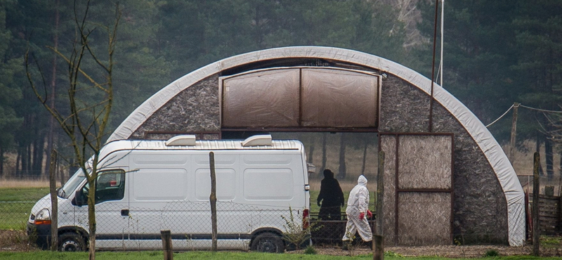 Újra megjelent a madárinfluenza Békés és Csongrád-Csanád megyében