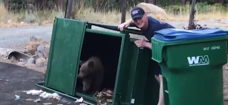 Ha bármikor medvebocsokat találna a kukában, így szabadítsa ki őket - videó