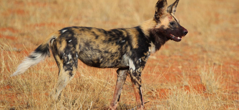 Kifárasztó ragadozás: 64 km/h sebességgel fut az afrikai vadkutya