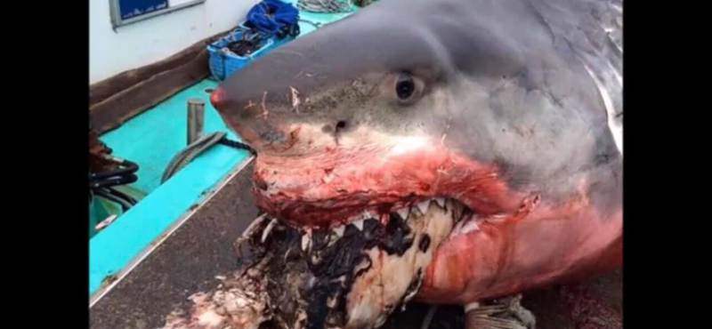 Teknős szorult a hatalmas cápa szájába, el is pusztult miatta – fotók
