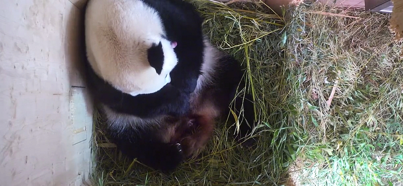 Itt az első színes videó a Bécsben született pandabébiről