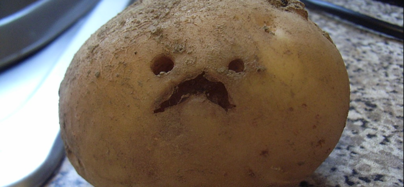 750 ezer tonna belga krumpli pusztulhat el a járványban