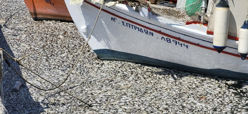 Döglött halak borították be egy görög város kikötőjét