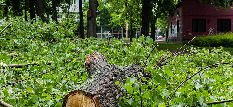 Csak egy év múlva lesznek végleges tervek a Városligetre