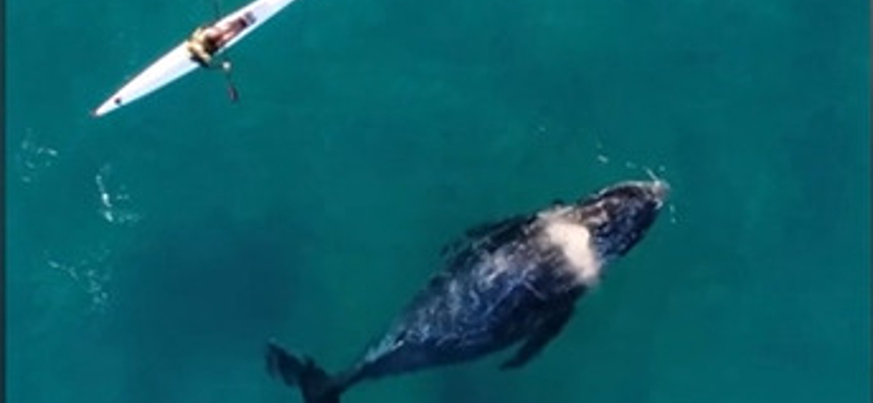 Egy kíváncsi bálna szegődött a kajakos nyomába Sydney partjainál – videó