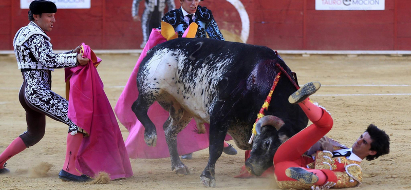 Fotók a torreádort ért halálos döfésről - sokan örülnek a balsorsának