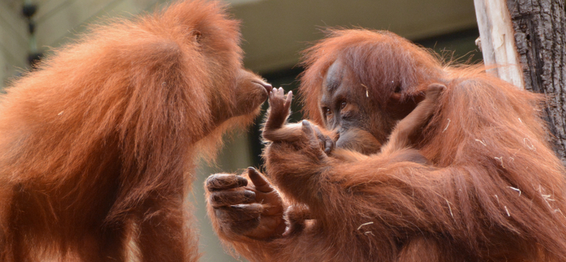 Online szavazáson dől el, milyen nevet kapjon a budapesti orangután