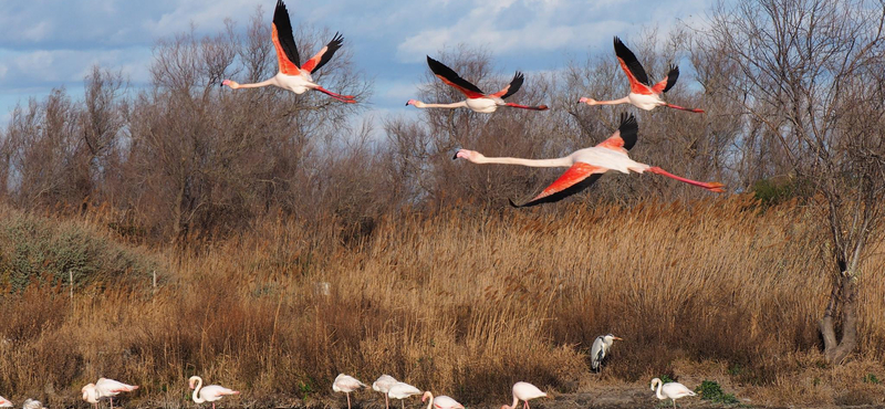 Három-négy tagú baráti társaságokba verődnek a flamingók, betegségben is kitartanak egymás mellett