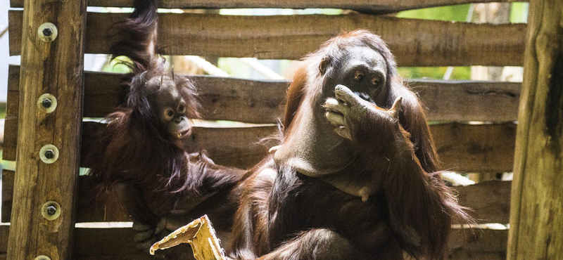 Az emberi beszédet utánozza Rocky, az orangután