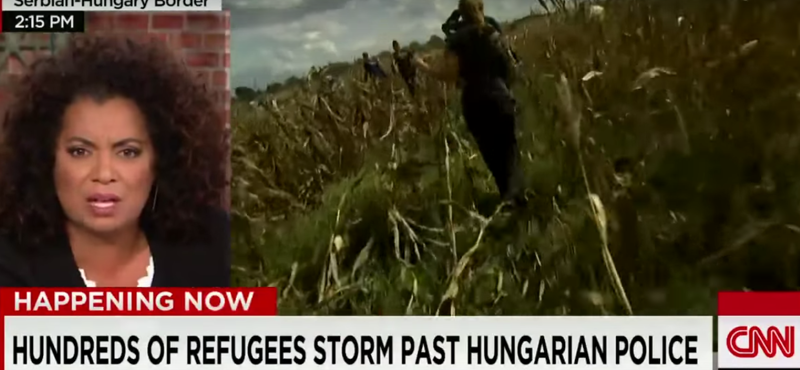 Eltévedt a CNN riportere a röszkei kukoricásban