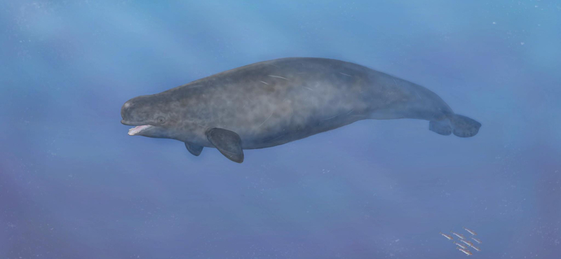 Különös tengeri teremtményre bukkantak Dániában