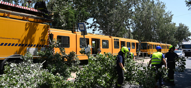 Fa dőlt a 28-as villamosra Kőbányán