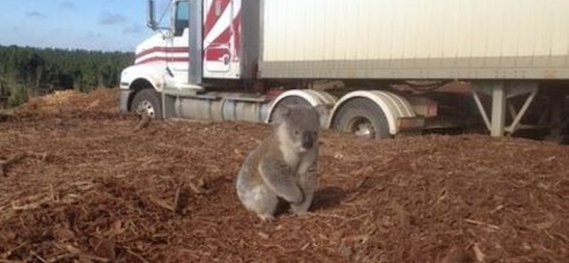 Szomorú napi cuki: nem találja otthonát az összezavarodott koala