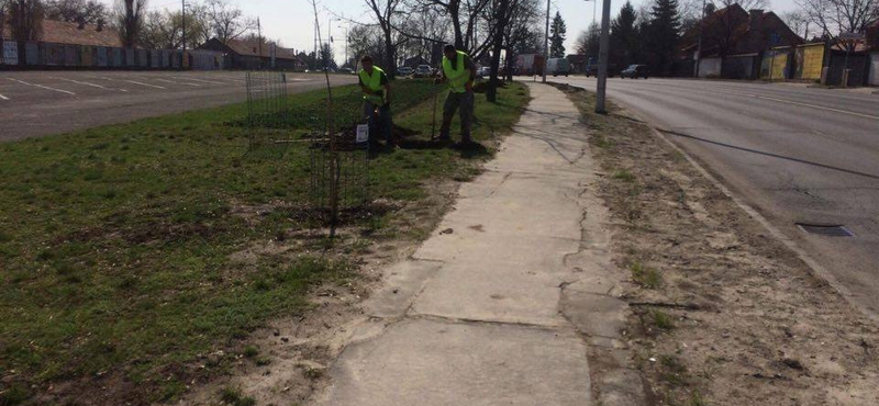 Nem jó fákat ültetett a Kutyapárt, ezért szedték ki