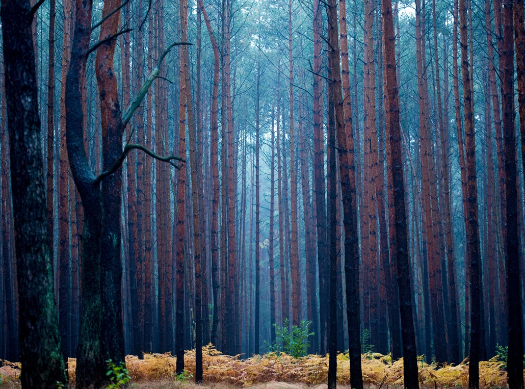 afp. hét képei - Fürstenwalde, Németország 2015.10.15. erdő, fák, fenyves, ősz, őszi táj, Pale light hangs in a pine forest during a rainy autumn morning on October 15, 2015 near Fuerstenwalde, eastern Germany.