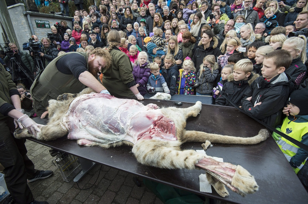 epa.15.10.15. - Odense, Dánia: oroszlánboncolás - a város állatkertjének biológusai anatómiai magyarázat kíséretében boncoltak fel egy oroszlántetemet a főként iskoláskorú gyerekekből álló látogatók előtt - 7képei, évképei