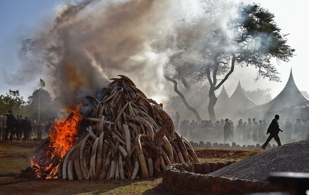 afp.15.03.03. - Nairobi, Kenya: lefoglalt elefántagyar a helyi nemzeti parkban. A hatóságok tizenöt tonna elefántcsontot foglaltak le - 7képei