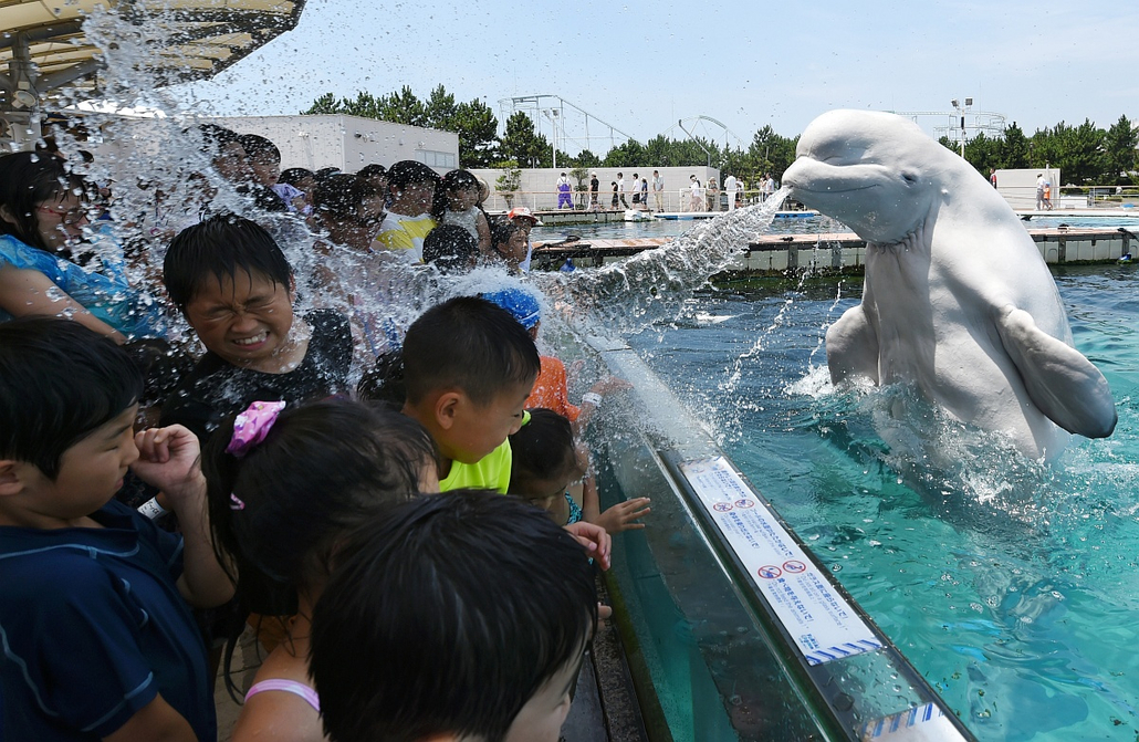 afp.15.07.20. - Tokió, Japán: Fehér delfin (Beluga) bemutatója a Hakkeijima Sea Paradise akvárium egyik medencéjében. - évképei