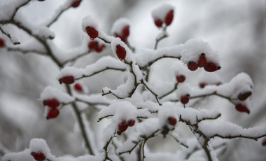 Adventi irodalmi naptár - december 10.