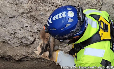 Négyméteres gödörből kellett kimenteni egy apró rókakölyköt Visegrádon - videó