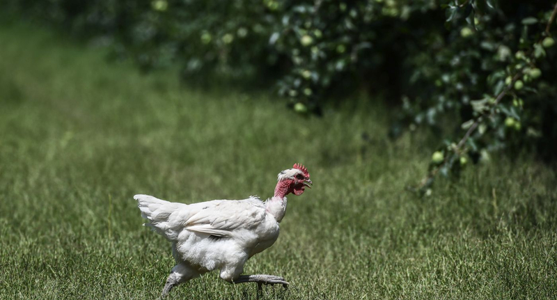 Az állataikat mentik a gárdonyi civilek, még tart az olajszennyezés felszámolása