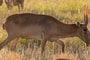 Különös orrú antilopok inváziója miatt fordultak Putyinhoz a szaratovi parasztok