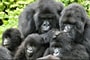 Megfigyelték 164 gorilla viselkedését, az eredmény az emberi viselkedésre is rámutat